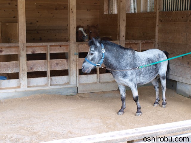 馬