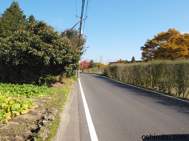 道路脇にはあやめ園 道路脇にはあやめ園