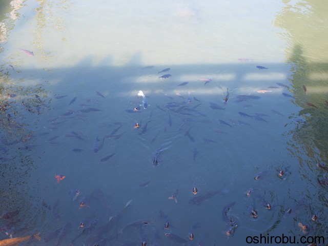 魚がすごい