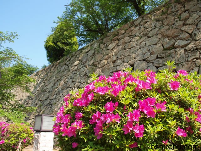 花と石垣 花と石垣