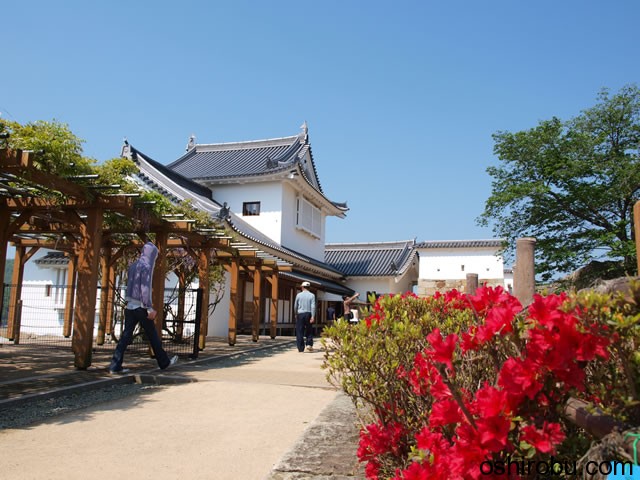 藤棚 藤棚