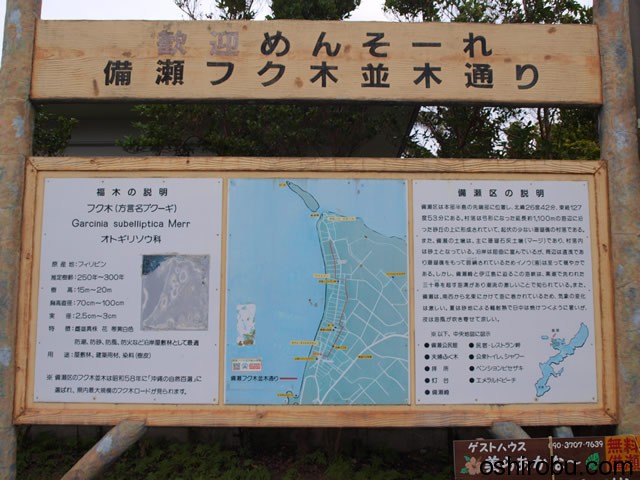 フクギ並木通りについて