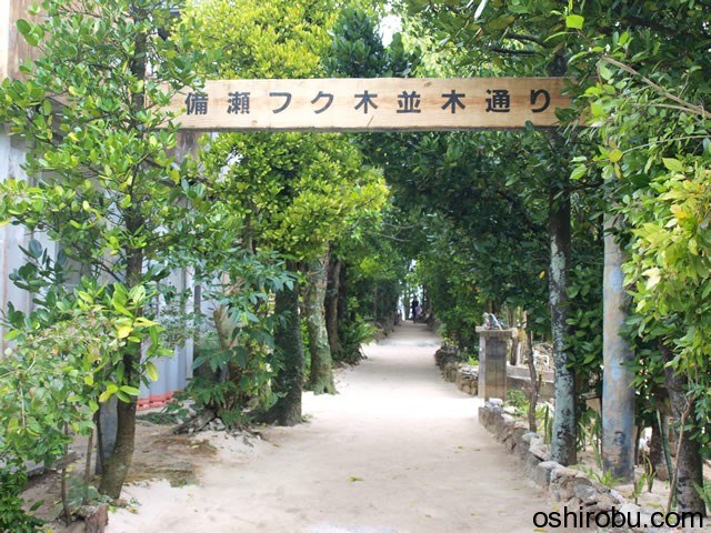 備瀬フクギ並木通り