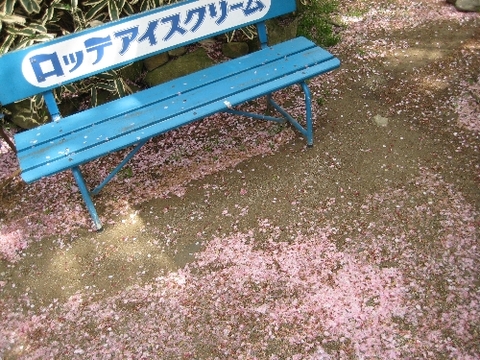 彦根城 桜